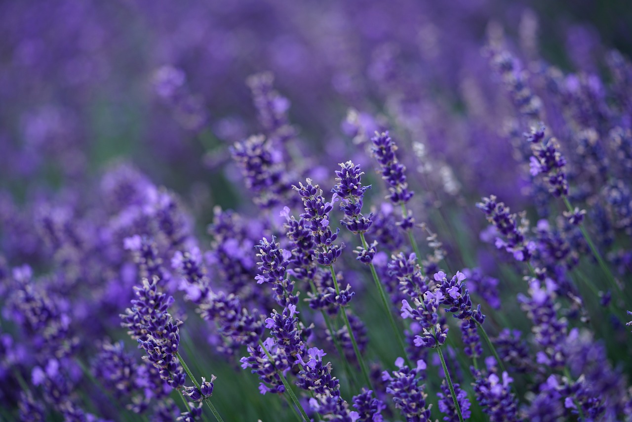 lavender, nature, flower